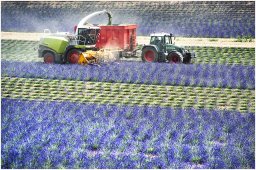 nury marc_plateau de valensole 78